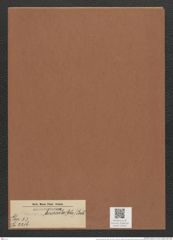 Surirella biseriata (Ehr.) Breb. (de-Toni-Nr.: Genus 53, Species 2216) Zeichnungen Sammlung Grunow Mappe 02443 (Herbarium_W_Grunow_drawings_Folder_02443)